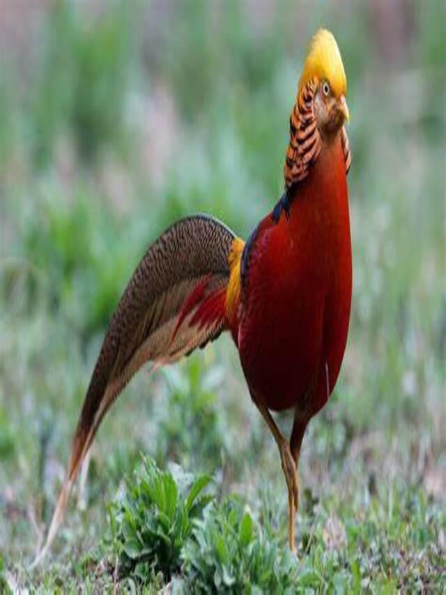 Golden Pheasant