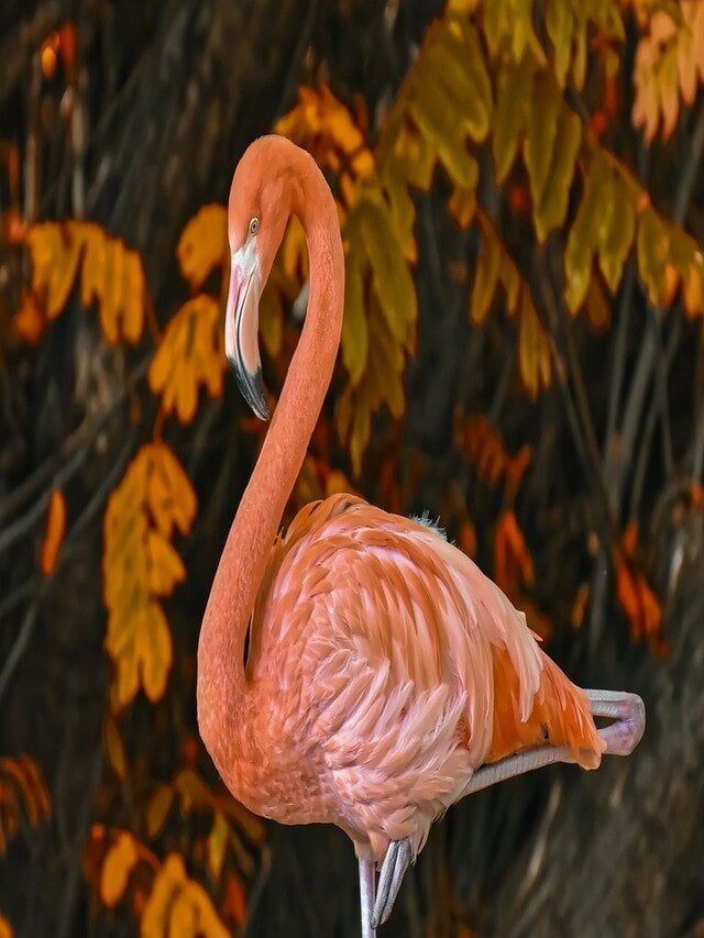 Flamingo (फ्लेमिंगो)