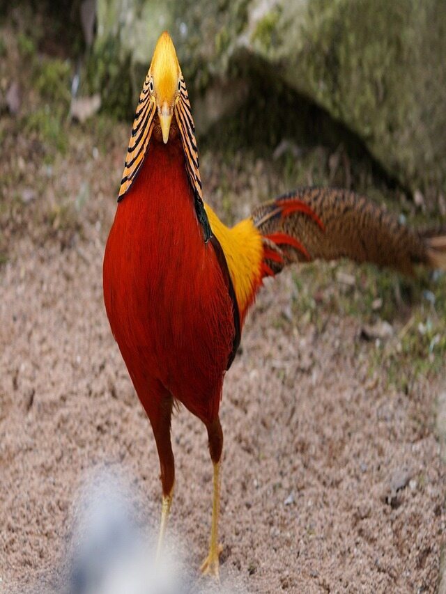 Golden Pheasant (गोल्डन फेजेंट)