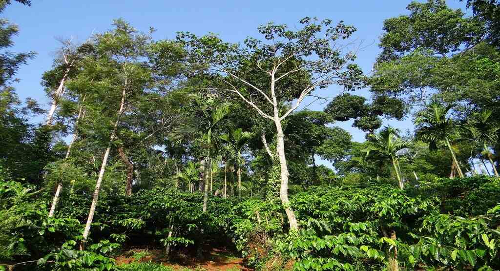 Coffee Plantations